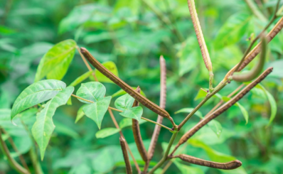 Cây muồng tây là cây gì? Vì sao không ngừa tiểu đường?