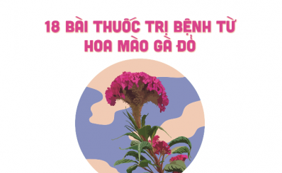 18 bài thuốc trị bệnh từ hoa mào gà đỏ