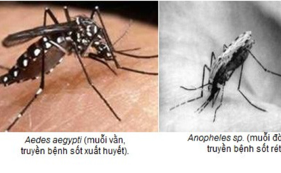 (HCDC) TP.HCM: nguy cơ lây lan bệnh sốt rét là rất thấp