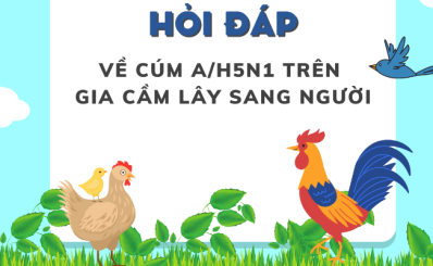 (HCDC) Hỏi đáp về cúm A/H5N1 trên gia cầm lây sang người