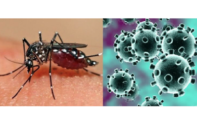 Kháng thể sốt xuất huyết Dengue giúp cơ thể chống lại SARS-CoV-2 ?