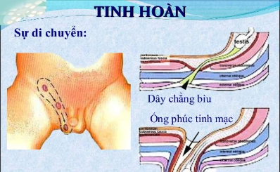 Bệnh lý ống phúc tinh mạc