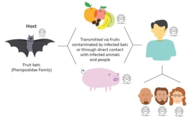 Sở Y tế TP.HCM: Tăng cường giám sát, chủ động phòng chống bệnh do virus Nipah