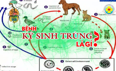 Bệnh ký sinh trùng là gì?