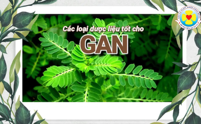 Các loại dược liệu tốt cho gan