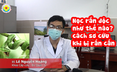 Nọc rắn độc như thế nào? Cách sơ cứu khi bị rắn cắn