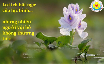 Cây lục bình có lợi ích gì?