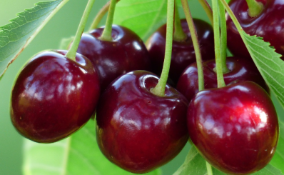 Lợi ích trái cherry