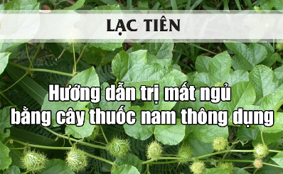 Hướng dẫn trị mất ngủ bằng cây thuốc nam thông dụng