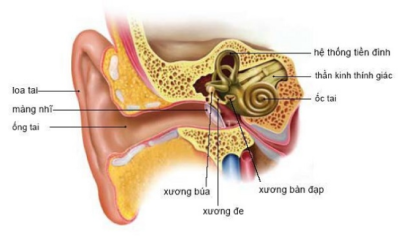 Rối loạn tiền đình: phân loại, dấu hiệu, nguyên nhân, điều trị