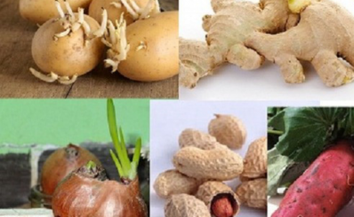 Nguy hiểm khôn lường khi ăn thực phẩm mọc mầm