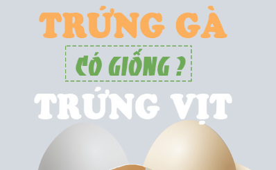 Trứng gà hay trứng vịt: nên ăn loại nào?