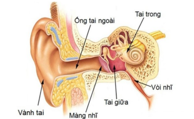 Viêm tai giữa: dấu hiệu, nguyên nhân, chẩn đoán, điều trị và dự phòng